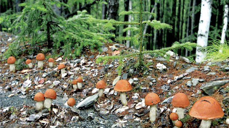 Памятка идущим в лес за грибами