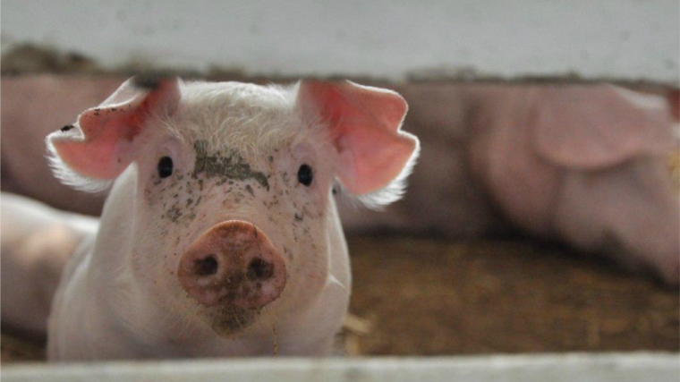 Минсельхоз внес изменения в ветеринарные правила по африканской чуме свиней (АЧС)