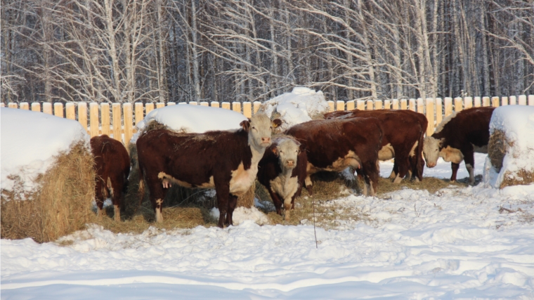 Особенности кормления коров в зимний период