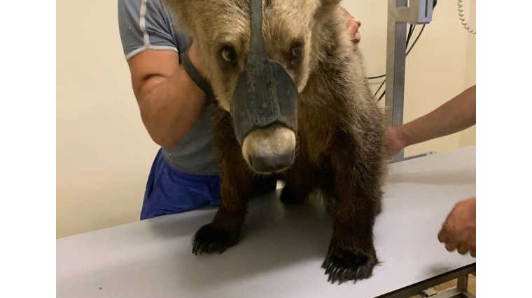 Медведица на приеме у ветеринарных специалистов
