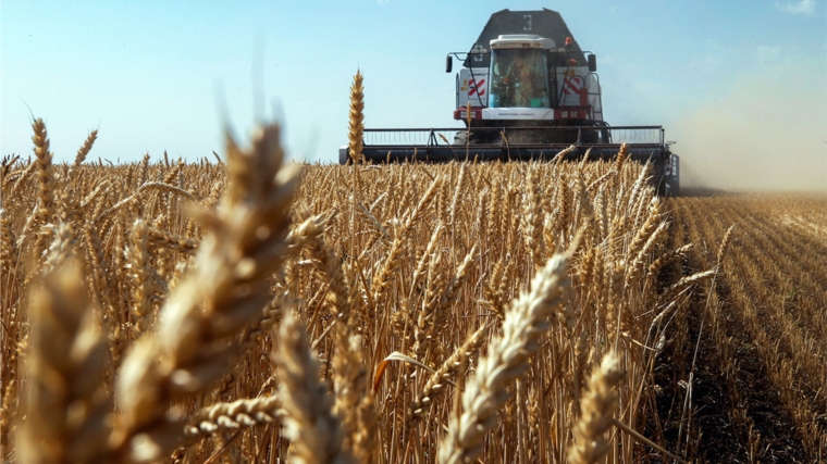 В России сбор зерна достиг 51 млн тонн