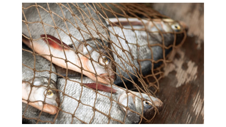 В Чувашии в суд направлено уголовное дело о незаконной добыче рыбы на «острогу».их ресурсов».