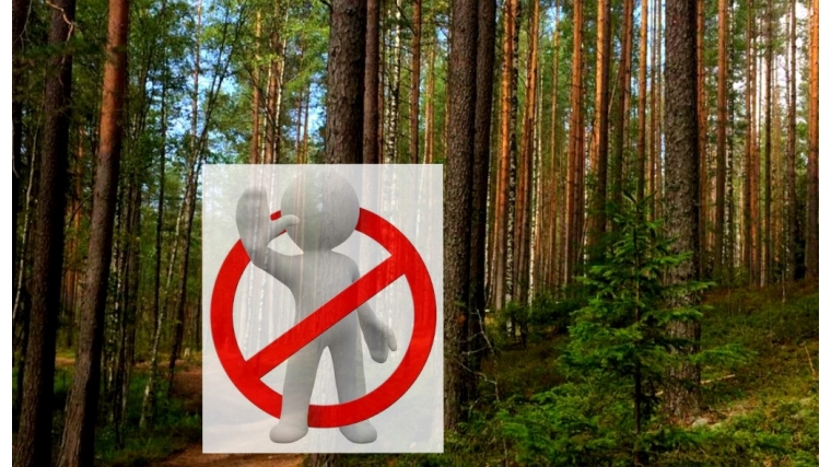 Внимание! Установилась жаркая погода! Объявлен запрет на посещение лесов!