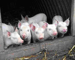 Африканская чума свиней снова на Кубани