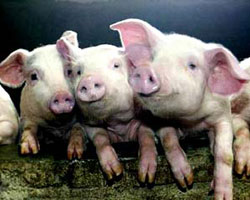 Об очередной вспышке африканской чумы свиней на Кубани