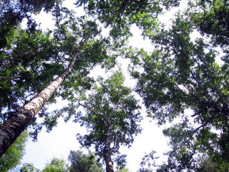 Семинар по теме: Инвестиционные проекты в области освоения лесов 8 июня 2010 года в г. Казань  