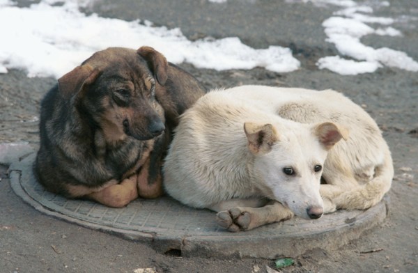 Бездомные животные – результат безответственного отношения к ним человека
