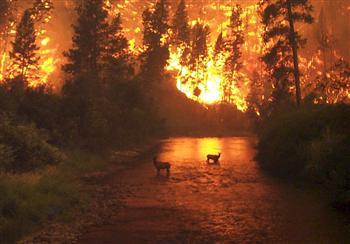 Туристы, отдыхающие, любители природы, оберегайте лес от пожара! 
