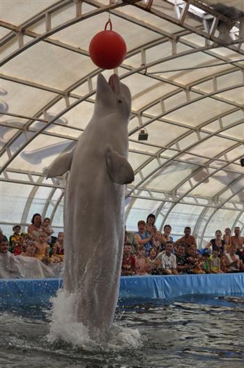 57 воспитанников Чебоксарского детского дома одними из первых посетили представления дельфинария в столице Чувашии