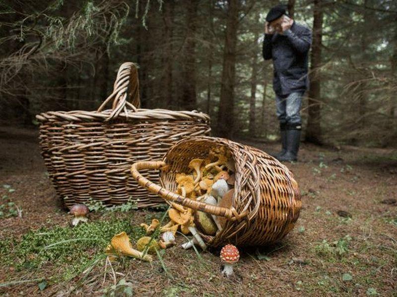 Как не потеряться в лесу при сборе грибов