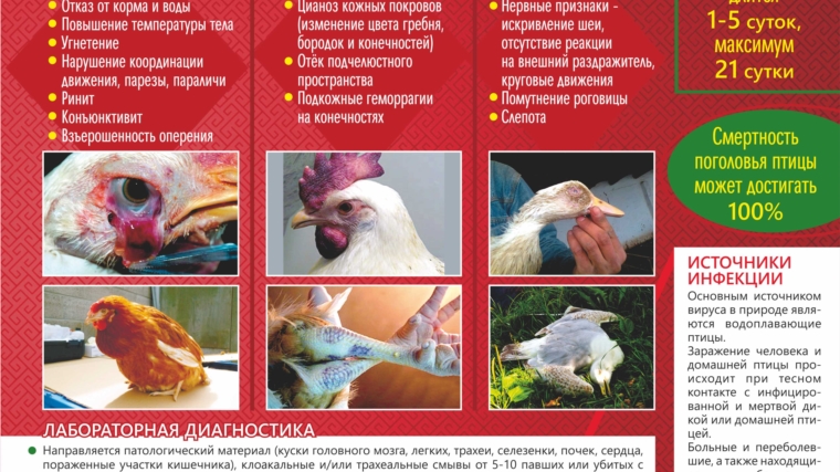 Болезнь птичий грипп