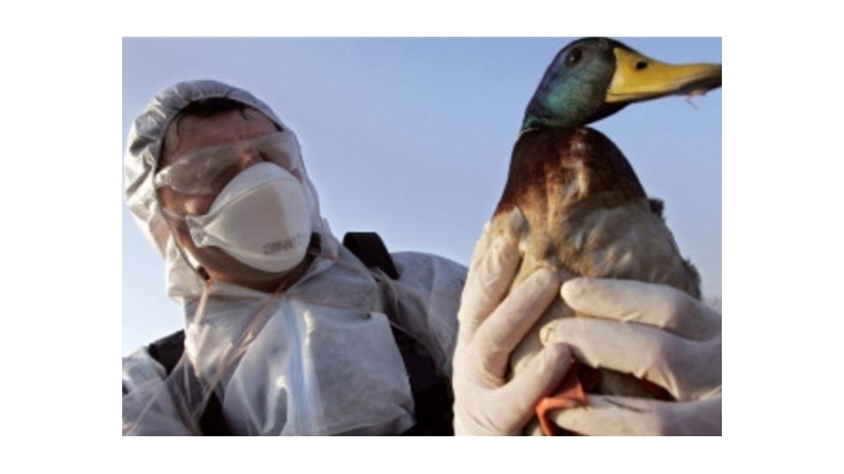 Обсуждены вопросы мониторинга высокопатогенного гриппа птиц