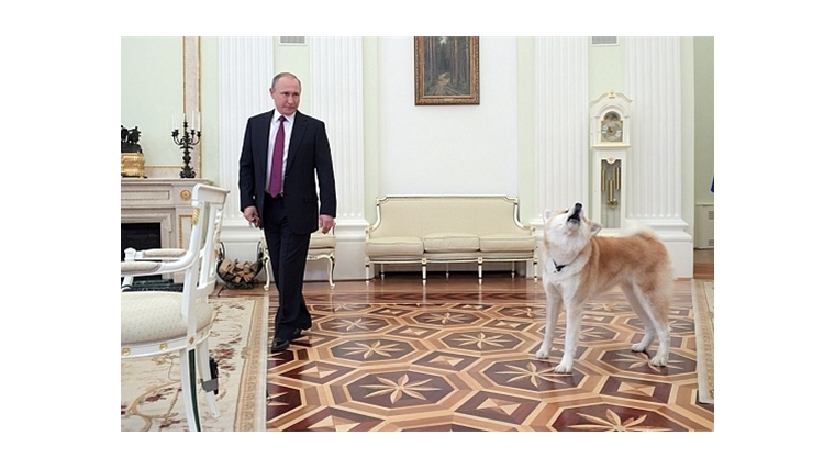 Путин подписал закон о запрете жестокого обращения с животными