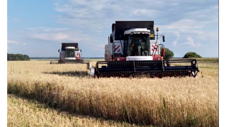 В СХПК «Янгорчино» приступили к уборке озимой пшеницы