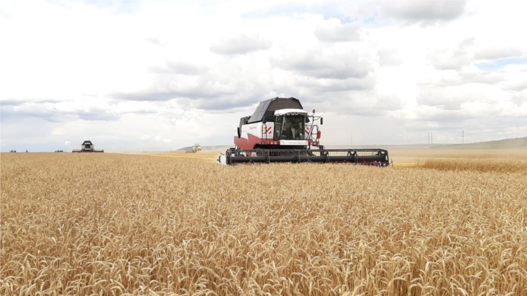 На 10 августа хлеборобами республики намолочено 236 тыс. тонн зерна