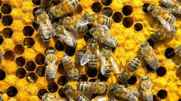 Минсельхоз России поддержал проект федерального закона о пчеловодстве