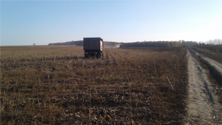 Уборкой подсолнечника с площади 442га завершились осенне-полевые работы на территории Старочукальского сельского поселени