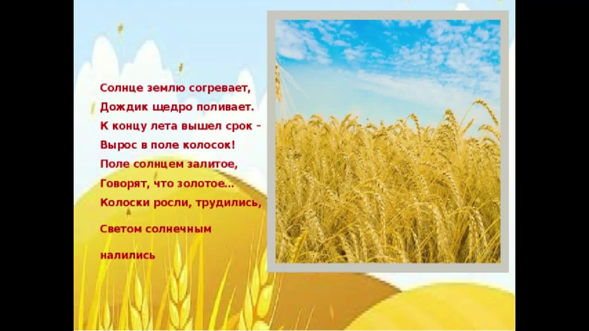 Найти слова колос. Стих поле. Стих про пшеницу. Стихотворение про пшеницу для детей. Стихи о хлебном поле.
