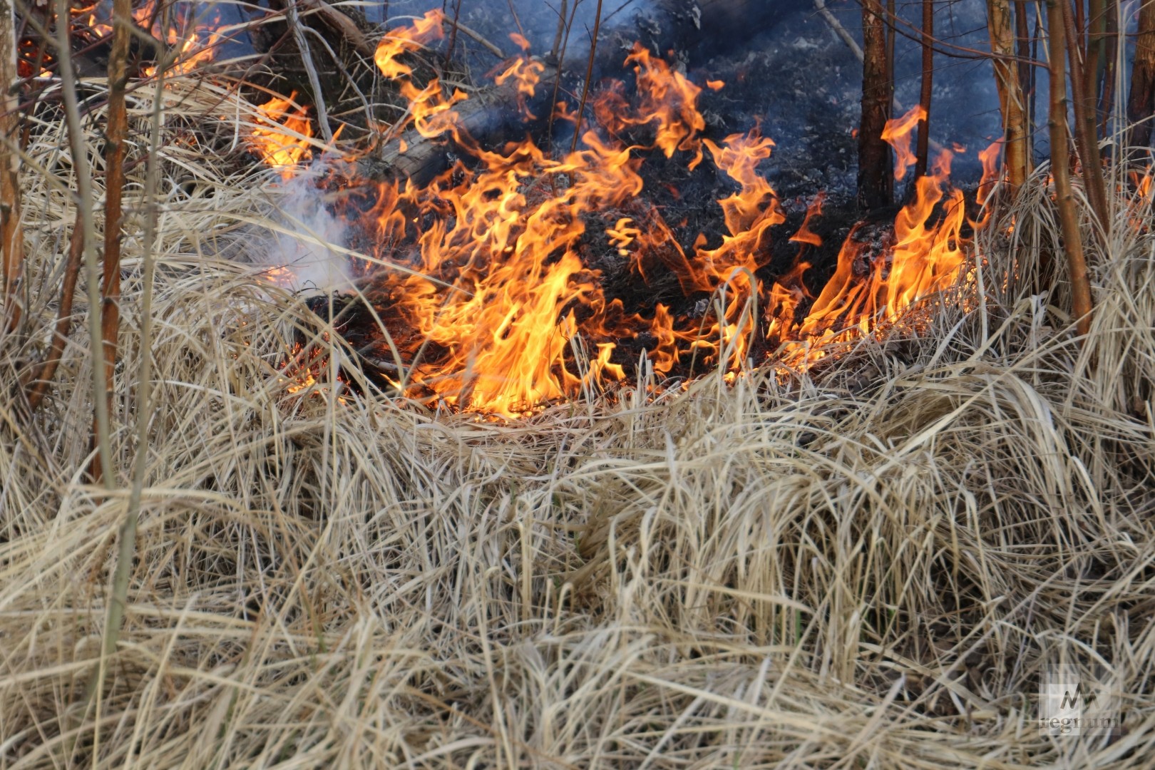 Пожар сухой травы