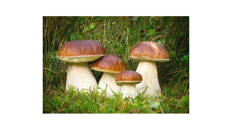 О мерах профилактики отравлений грибами