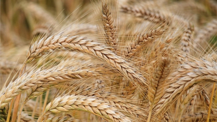 Россия обеспечила себе продовольственную безопасность, собрав 78 млн т зерна - Минсельхоз России