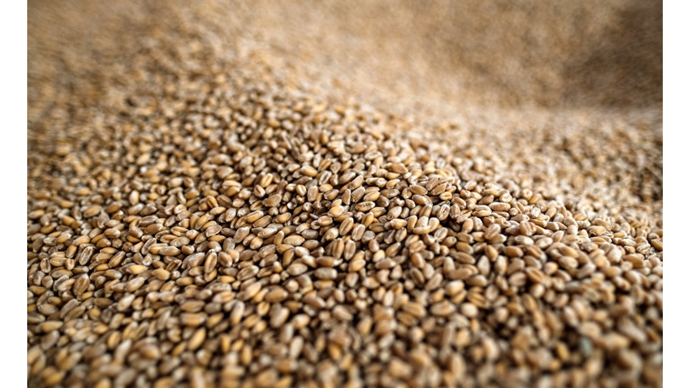 Минсельхоз России подтвердил планы по формированию госфонда зерна в объеме до 3 млн тонн к 2024 году