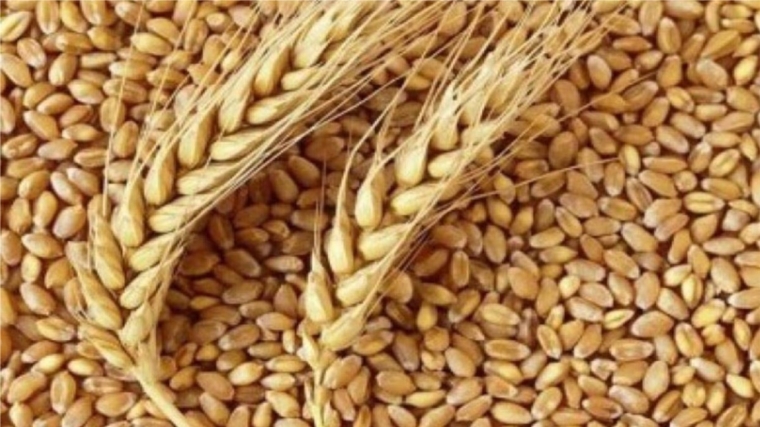 В хозяйствах Чувашии намолотили свыше 800 тысяч тонн зерна