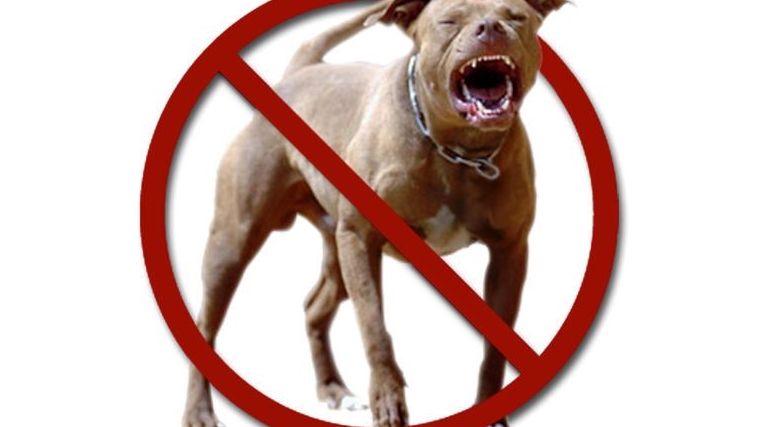 Памятка по предупреждению нападения безнадзорных собак на людей