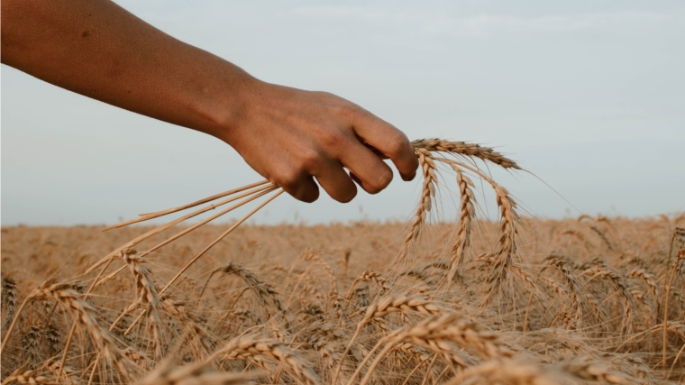 Урожайность зерна в Чувашии в 1,7 раз выше прошлогодних показателей, уже намолочено почти 965 тыс. тонн