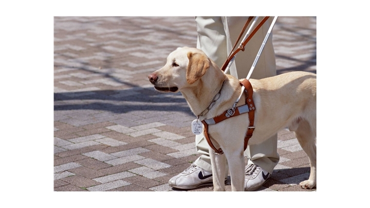 Принят закон, направленный на защиту прав инвалидов по зрению, использующих собак-проводников