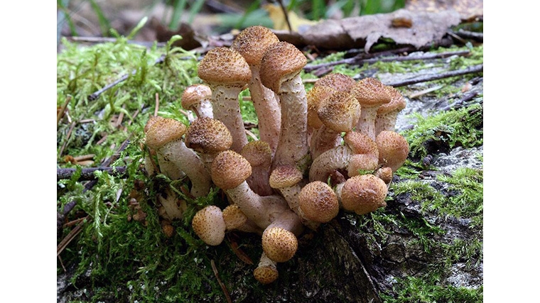 Потерявшиеся грибники в Шумерлинских лесах найдены