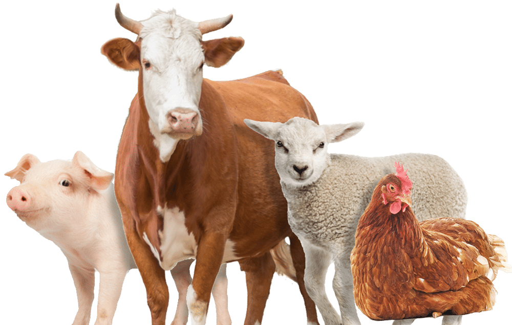 Лошади коровы и куры. Сельскохозяйственные животные. СХ животные. Домашние животные сельскохозяйственные животные. Сельскохозяйственные животные и птицы.