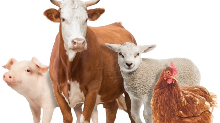 Ветеринарные правила содержания крупного рогатого скота и свиней