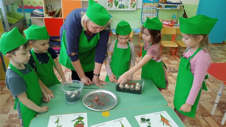 Воспитанники детского сада «Золушка» посадили луковицы тюльпанов