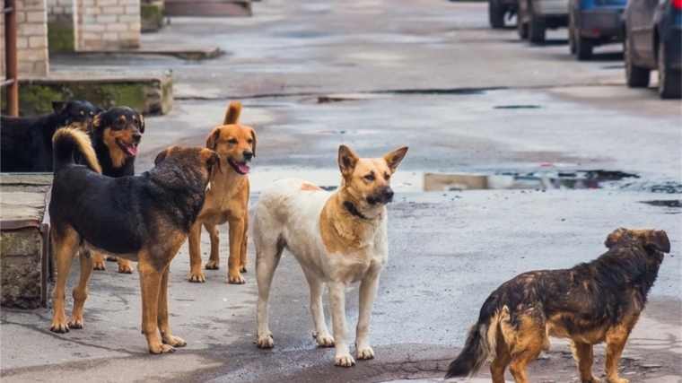 Уважаемые Жители Солдыбаевского территориального отдела, просим не выпускать домашних животных на улицы и в дальнейшем содержать их в пределах своих хозяйств
