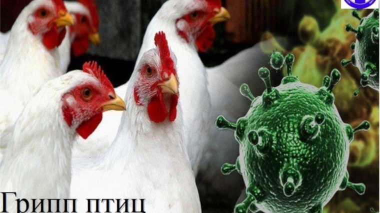 Грипп птиц