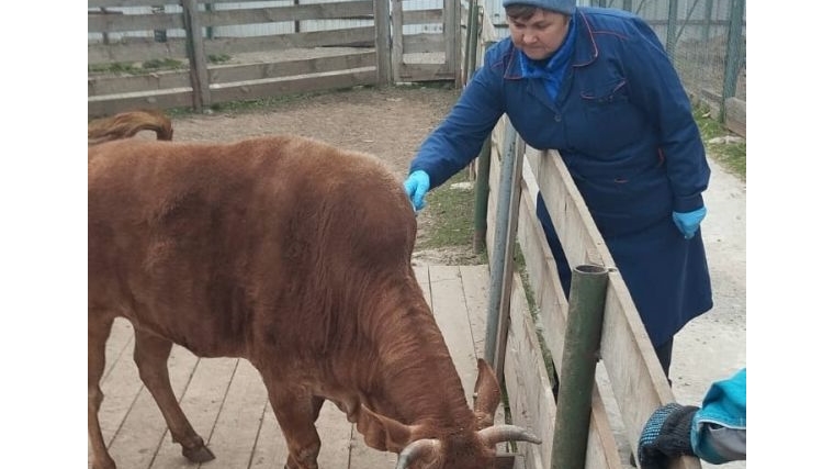 Вакцинация животных против сибирской язвы в зооуголке «Ковчег» парка Николаева