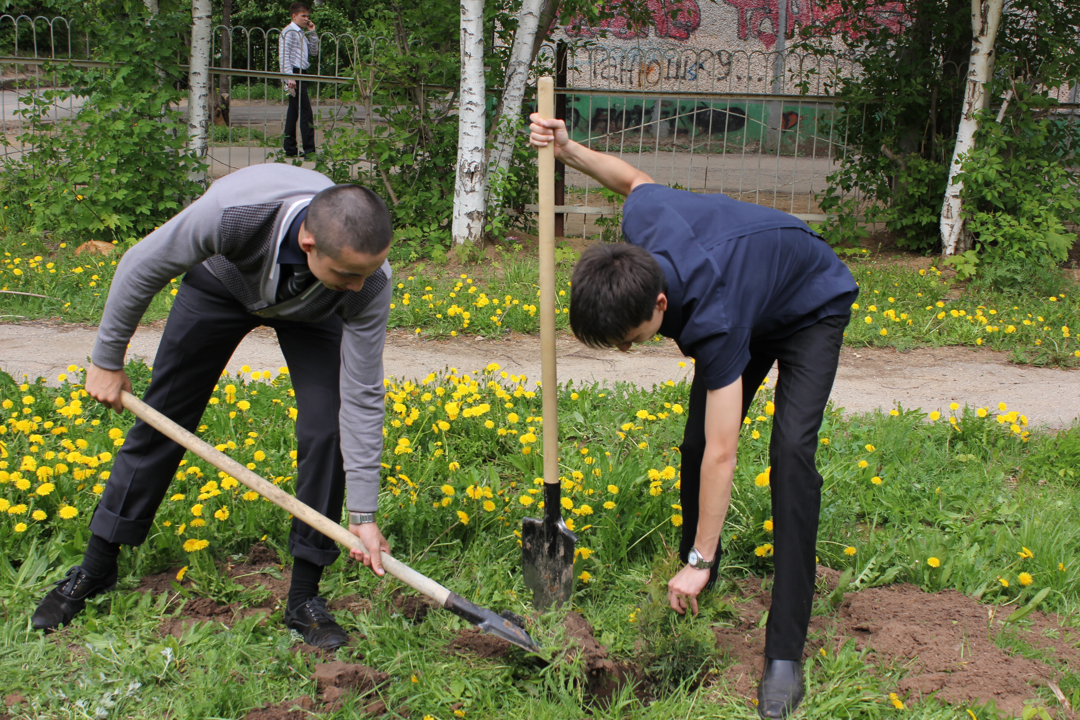 Дерево посажено подрумяненный. Высадка деревьев Чебоксары. Студенты сажают деревья. Посадка деревьев экология. Посадка деревьев Киселевск.
