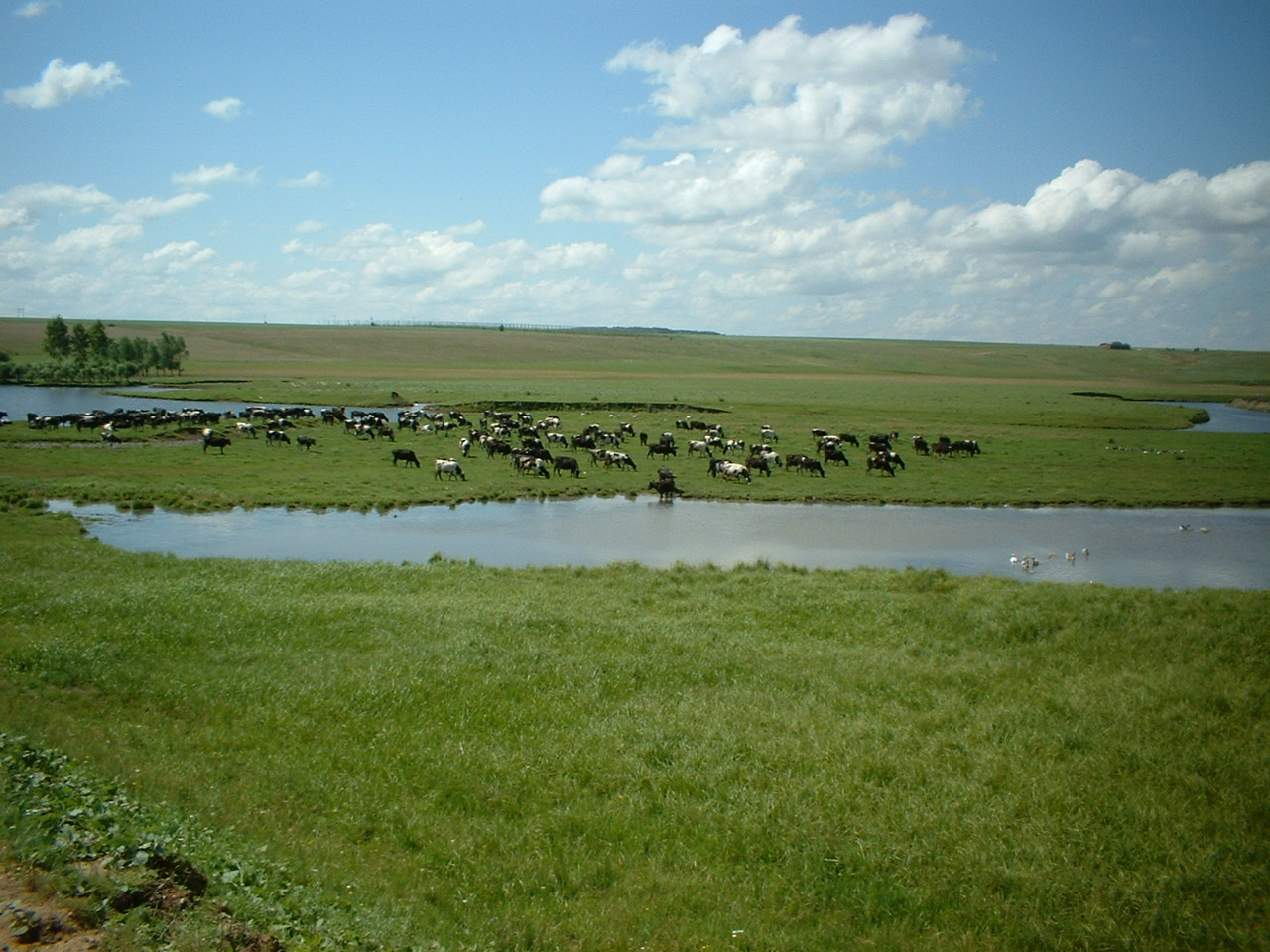 15:21. В хозяйствах Моргаушского района переходят на пастбищное содержание коров