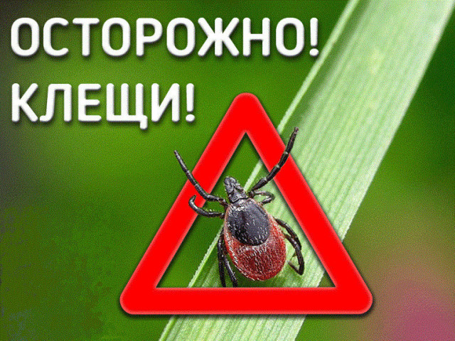 Правила защиты от клещей