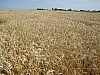 IMG_3199.JPG