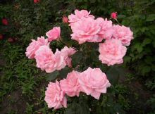 f94411.jpg